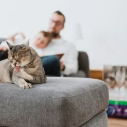 Intersand Classic Pine Forest Scented Cat Litter -Trixie || Savic || Hill's Science Plan Sales 248818 intersand classic katzenstreu pinienwald hs 06 9