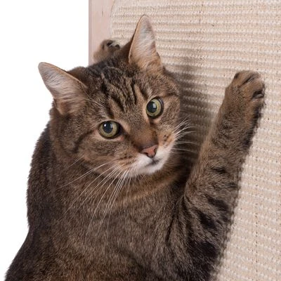 Natural Paradise Scratching Barrel - Daisy 8 Natural Paradise Scratching Barrel - Daisy - Image 8