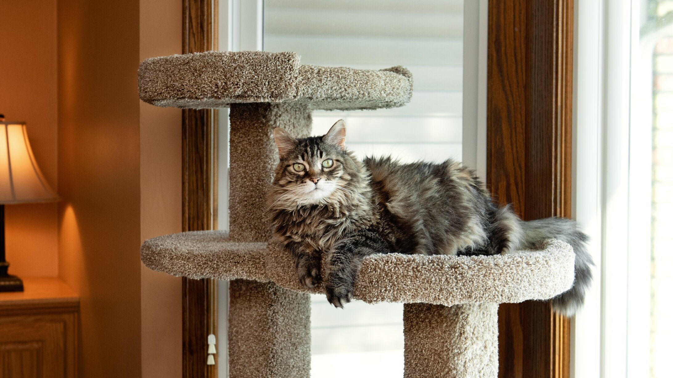 Trixie || Savic || Hill's Science Plan Sales -Trixie || Savic || Hill's Science Plan Sales Purrniture 062